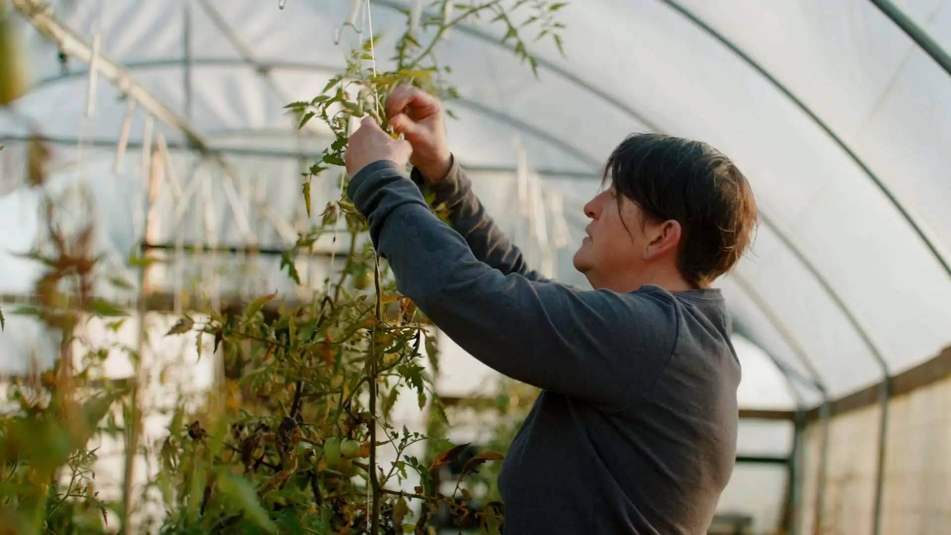 ARRI LUT for BlackMagic Pocket Cinema 6k PRO